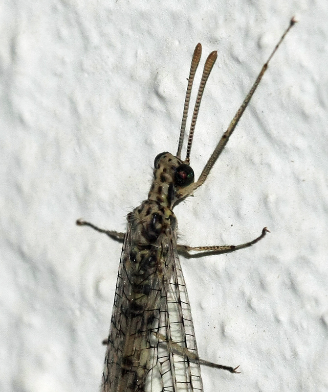 Megistopus mirabilis on Crete(Greece)?